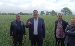 Çukurova’da Buğday Hasadı Başladı, Ancak Taban Fiyat Açıklanmadı