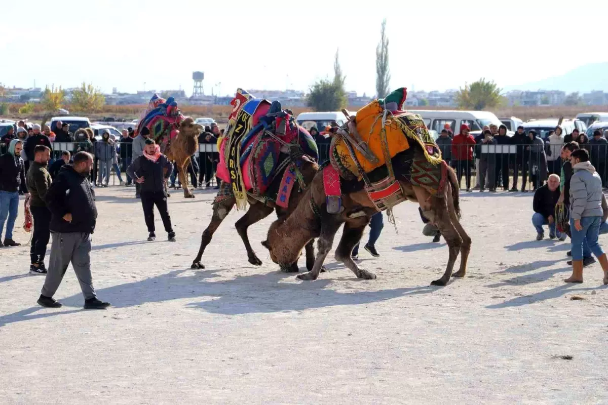 Saruhanlı Deve Güreşleri Festivali Büyük İlgi Gördü