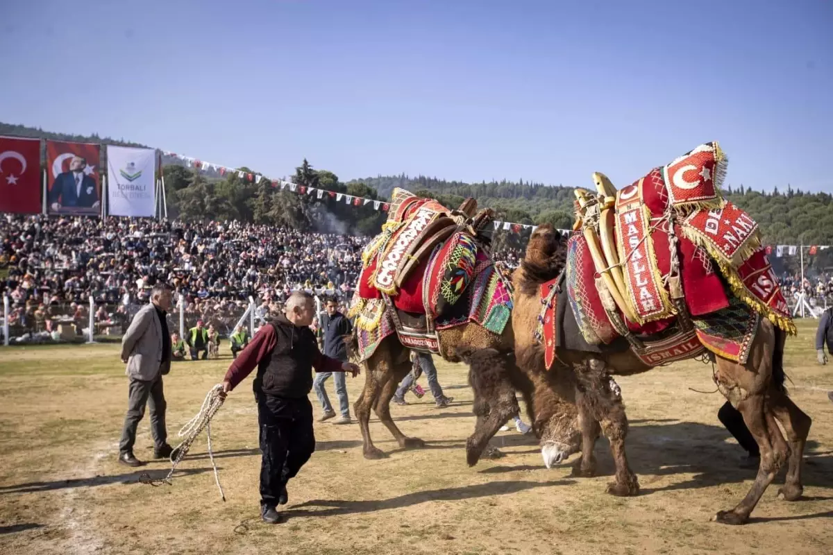 İzmir’de 16. Geleneksel Deve Güreşleri Festivali Coşkuyla Gerçekleşti